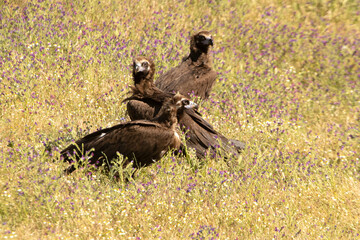 Black vultures in a field full of flowers in spring in a Mediterranean forest with the first light of the day