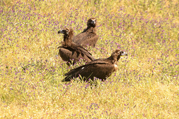 Black vultures in a field full of flowers in spring in a Mediterranean forest with the first light of the day