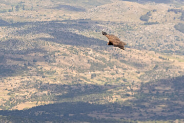 Black vulture in flight in a Mediterranean forest area with the first light of the morning in spring