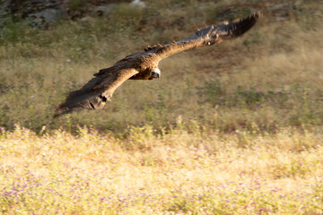 Black vultures flying in a mountainous Mediterranean area with the first light of the day