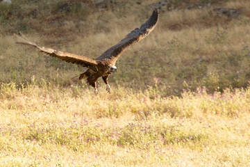 Black vultures flying in a mountainous Mediterranean area with the first light of the day