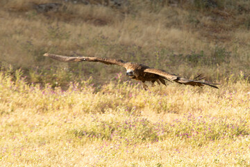 Black vultures flying in a mountainous Mediterranean area with the first light of the day