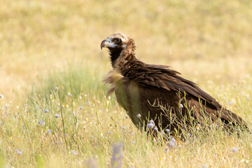 Black vulture in a Mediterranean mountain forest with the first light of a spring day