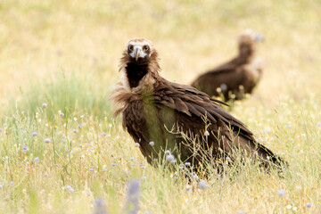 Black vulture in a Mediterranean mountain forest with the first light of a spring day