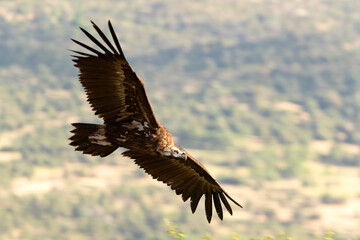 Black vulture in flight in a Mediterranean forest area with the first light of the morning in spring