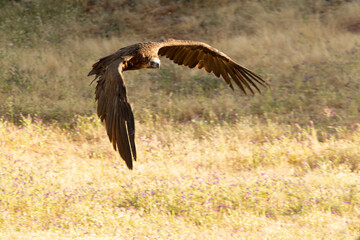 Black vulture in flight in a Mediterranean forest area with the first light of the morning in spring