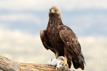 Golden eagle male in his favorite watchtower protecting a recently hunted rabbit with the first light of the morning