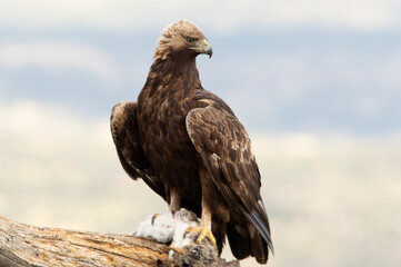 Golden eagle male in his favorite watchtower protecting a recently hunted rabbit with the first light of the morning