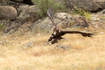 Black vultures flying in a mountainous Mediterranean area with the first light of the day