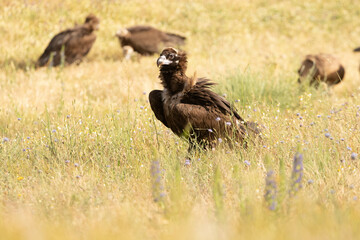 Black vulture in a Mediterranean mountain forest with the first light of a spring day