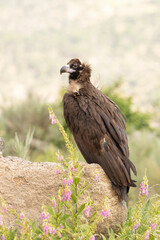 Black vulture in a Mediterranean mountain forest with the first light of a spring day