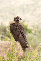 Black vulture in a Mediterranean mountain forest with the first light of a spring day