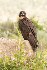 Black vulture in a Mediterranean mountain forest with the first light of a spring day