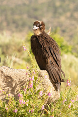 Black vulture in a Mediterranean mountain forest with the first light of a spring day
