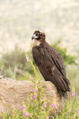 Black vulture in a Mediterranean mountain forest with the first light of a spring day