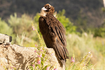 Black vulture in a Mediterranean mountain forest with the first light of a spring day