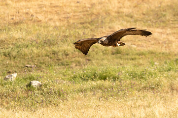 Fototapeta premium Adult male Golden eagle in flight towards his favorite watchtower in his breeding territory with the first light of the morning