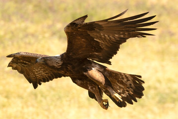 Adult male Golden eagle in flight towards his favorite watchtower in his breeding territory with the first light of the morning