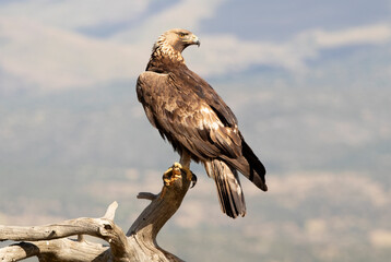 Adult male Golden eagle, on his favorite vantage point, with the first light of day in a Mediterranean mountain ecosystem