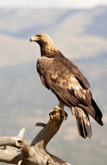 Adult male Golden eagle, on his favorite vantage point, with the first light of day in a Mediterranean mountain ecosystem