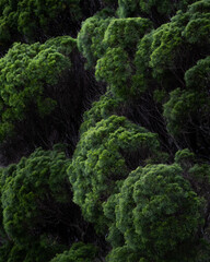Photo of the green bush