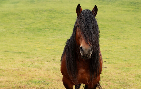 Brown Horse Standing On Meadow