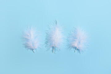 White feathers on blue background