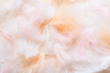 Beautiful feathers on color background, closeup