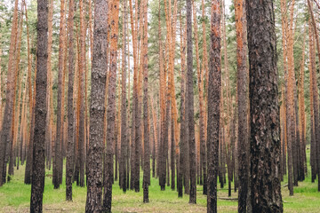 Pine forest in summer background.