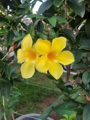 Beautiful yellow Alamanda flowers in the garden