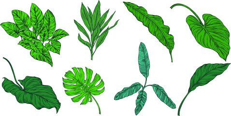 Naklejka premium Leaves isolated on white. Tropical leaves. Hand drawn vector illustration