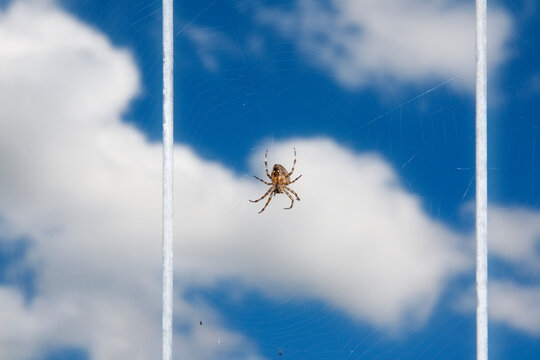 Spider on spider web hanging against clouds