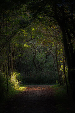Netherlands, North Holland, Bergen aan Zee, Shaded footpath in Parnassia Park