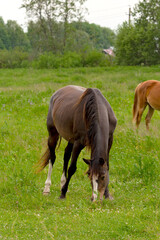 Naklejka na ściany i meble Horses on the field. Pasture. Bay horse.