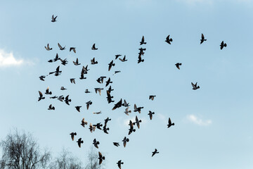 pigeons in flight against the sky