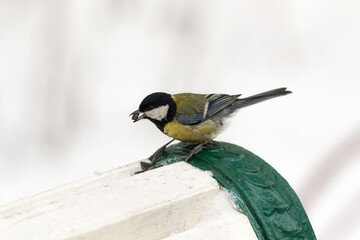 titmouse eats sunflower seeds