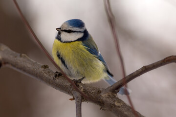 blue tit on a branch