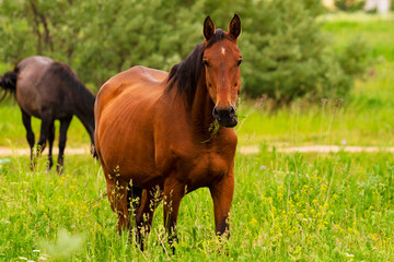 Horses on the field. Pasture. Bay horse.