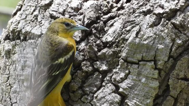Beautiful female Baltimore Oriole bird eating some insects.
