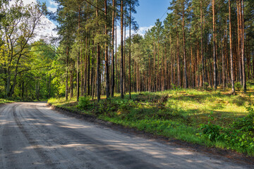 Road through the Kampinos Forest at sunrise, Kampinoski National Park near Warsaw, Masovia region, Poland.