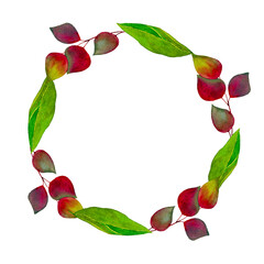 Hand drawn watercolor botanical illustration. Isolated set on white background for invitations, greeting cards..