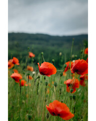 field of poppies