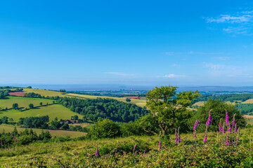 Quantock Hills Somerset beautiful countryside view with pink foxglove flowers to Hinkley Point and...