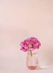 Bouquet of pink hydrangea flower in  glass vase on pink background. Red hornesia flower bunch with...