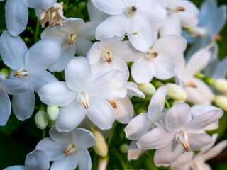 Bunch of White Wild Water Plum Flowers Blooming