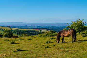 Fototapeta na wymiar Quantock Hills Somerset pony grazing view to Hinkley Point Nuclear Power Station in sunshine in Uk countryside