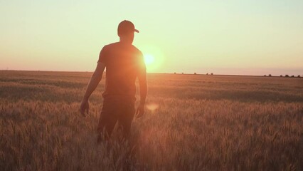 A caucasian man on the wheat field is checking his harvest of wheat in the sunset light
