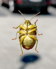 insect on the glass