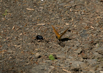 Argynnis paphia butterfly on the ground