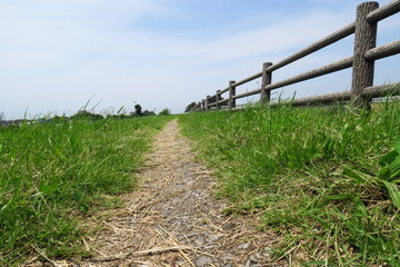 除草された初夏の放水路土手の小道風景